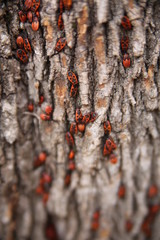 red beetles (bugs) on tree bark