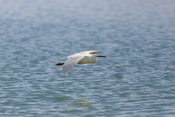 Fototapeta na wymiar little egret (egretta garzetta) flying over blue water surface, spread wings