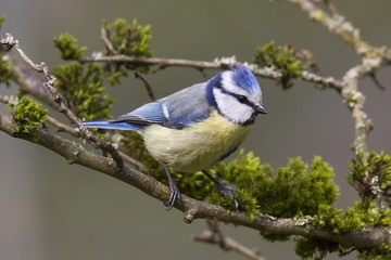 Obraz premium Blaumeise 29