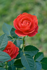 Red Roses growing on a bush