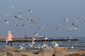Kind am Strand beim Füttern vieler Möwen