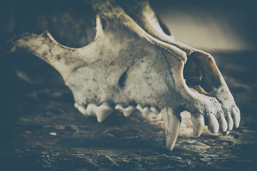 Dog scull without a lower jaw