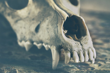 Dog scull without lower jaw