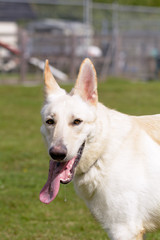 White German Shepherd Dog portrait