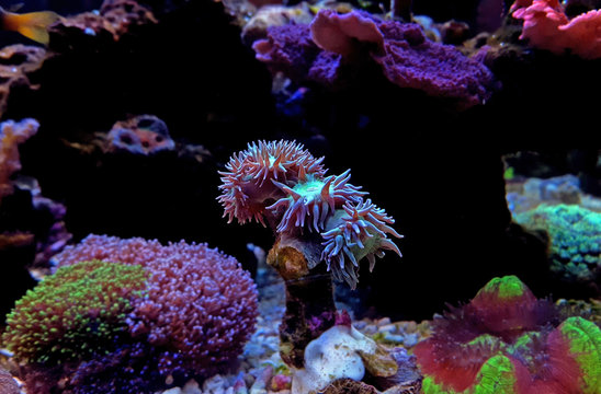 Duncan LPS coral in aquarium