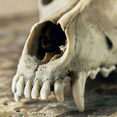 Front part of a canine scull without lower jaw close up