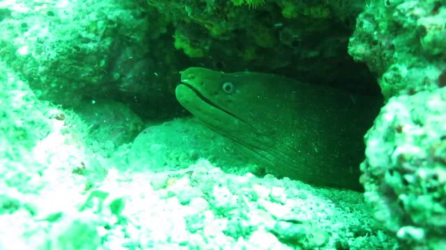 Moray Eel discovers the camera