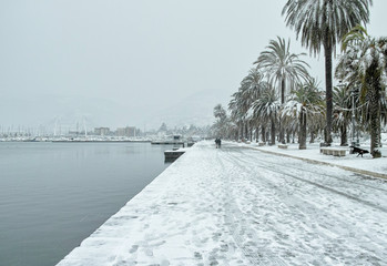 Obraz premium green olive