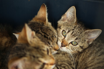 beautiful funny animals portrait - three stripped european baby  kittens cuddling  with a blue backgound 