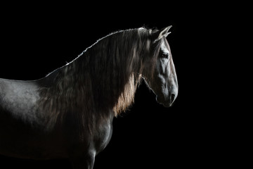 Silhouette of a gray Andalusian horse with long mane isolated on black background - obrazy, fototapety, plakaty