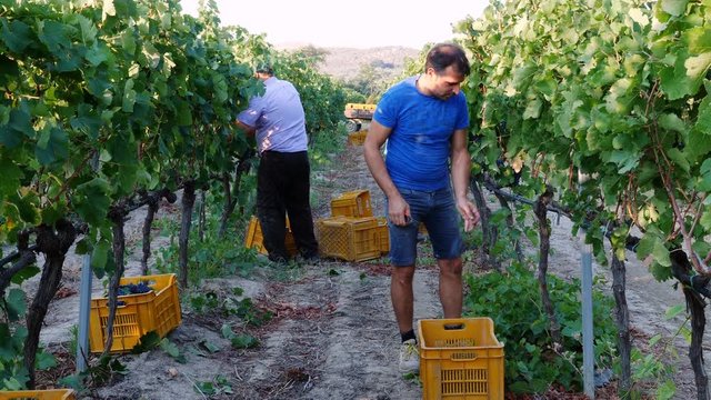 grape harvest: workers harving grapes for wine- Strongoli, Calabria,italy