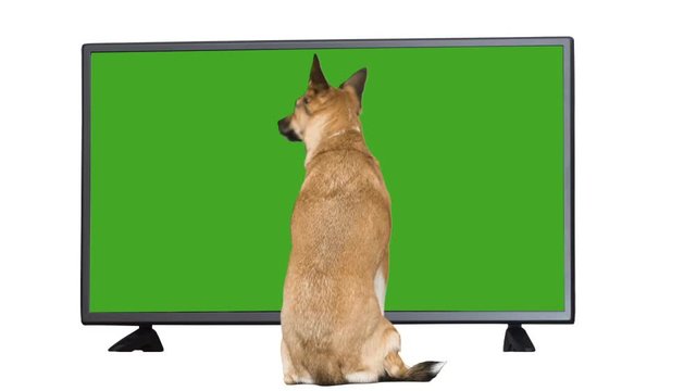 dog watching TV with green screen on white background