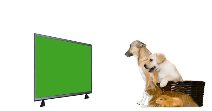 pets watching TV with green screen on white background