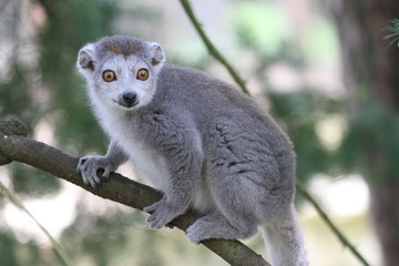 lemur on a tree brench
