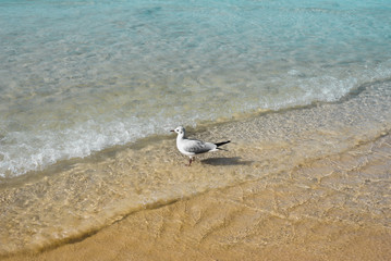 Nature of birds, sea gull on the beach of the Persian Gulf