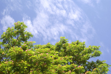 Obraz premium green tree and blue sky