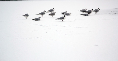 snow with seagulls gulls on ice these are black headed gull flock white background stock, photo, photograph, picture, image, 