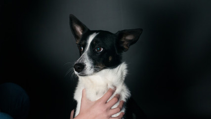 Funny dog face portrait at studio