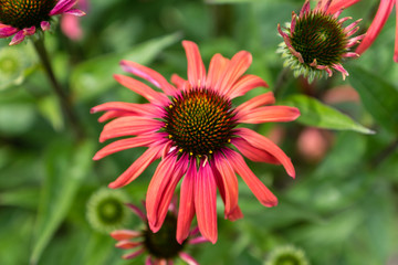 Close up of one single red rudbeckia flower