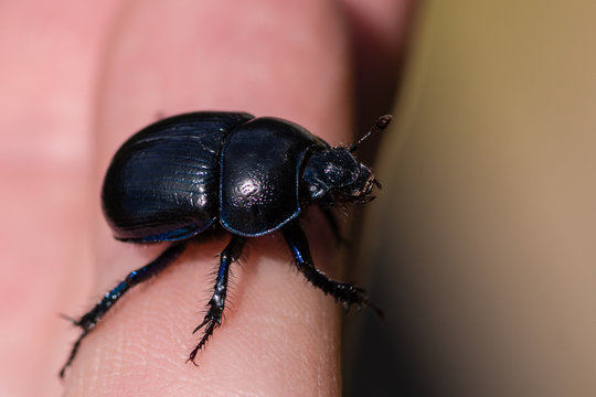 Closeup of a large blue dor beetle sitting in my hand