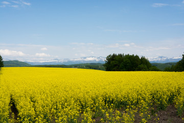 Obraz premium 残雪の山並みと菜の花畑
