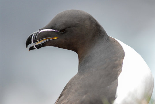 Tordalken auf den Felsen von  L&aacute;trabjarg in Island