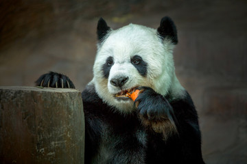 Fototapeta premium Panda eating carrots.