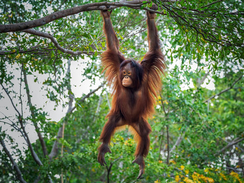 The orangutan is playing on the tree.