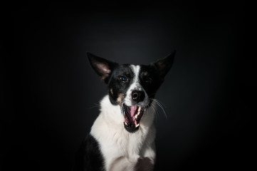 Funny dog face portrait at studio