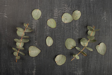 Branches and leaves of eucalyptus on a black background