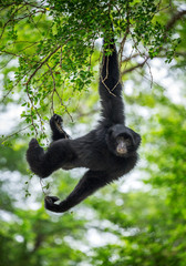 Siamang,Symphalangus syndactylus on the tree.