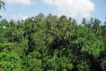 Fototapeta na wymiar Rice field Bali with clouds and palm trees