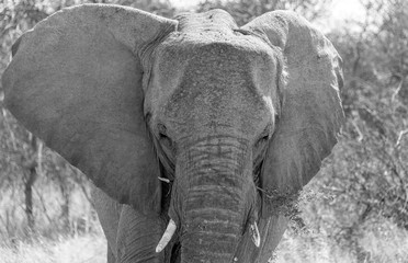 Close up of desert elephant
