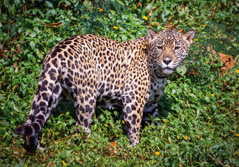 The jaguar in the wild atmosphere.