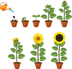 Obraz premium Sunflower life cycle. Growth stages from seed to flowering and fruit-bearing plant