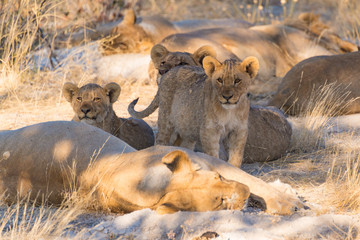 Lions resting in shade
