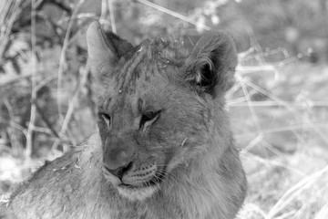 Lion cub black and white