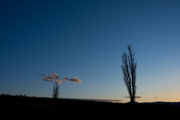 Obraz na płótnie Canvas 春の夕暮れの空とポプラ