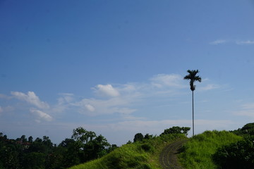 Fototapeta na wymiar path on a Rice field in Bali with palm trees