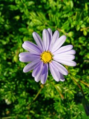 Obraz premium small flower