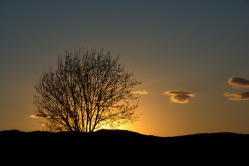 春の夕暮れの空と冬木立