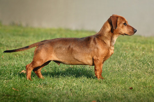 Rudy jamnik stojący na trawie w słoneczny dzień