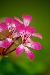 Fototapeta premium Blurred