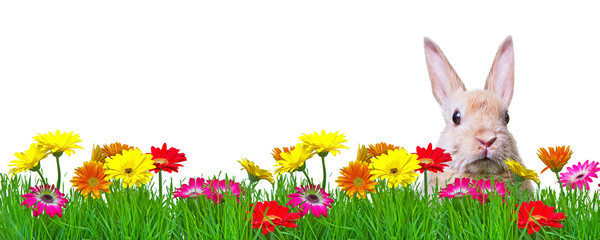 easter rabbit in green gras