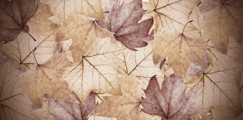 fondo de hojas otoñales
