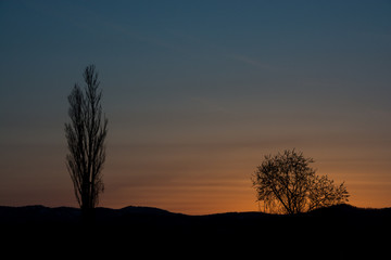 Fototapeta na wymiar 春の夕暮れの空と冬木立