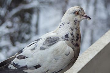 A white pigeon with beautiful colored feathers and a crumb in the beak. On the balcony, on a winter background.