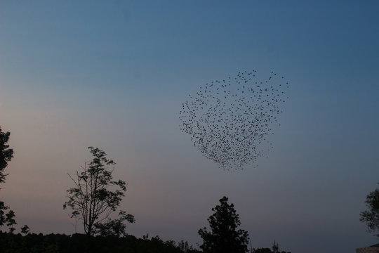 Small satrling murmuration at susk