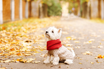 west highland white terrier  sitting in the park on the autumn foliage. gold nature. dog in beige...