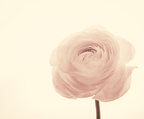 fondo de rosa blanca con efecto vintage